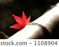 Deciduous leaves 1108904
