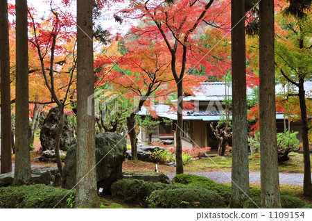 Shoson Autumn 1109154