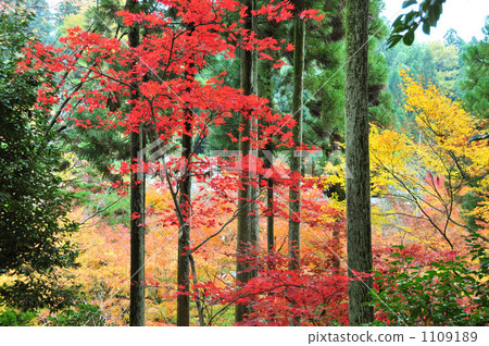 Shoson Autumn 1109189