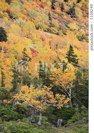 Autumn leaves of the ginsengai 1109249