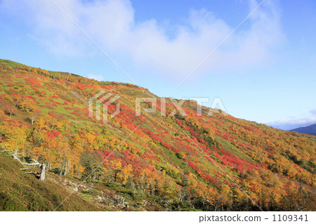 Autumn leaves of the ginsengai 1109341