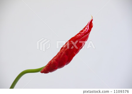 Anthurium 1109376