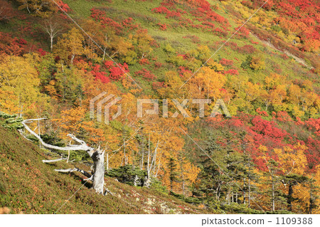 Autumn leaves of the ginsengai 1109388