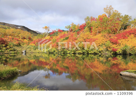 Autumn leaves of the Taisetsu Takahara Numazuma 1109396