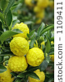 Citron  1109411