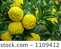Citron  1109412