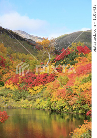 Autumn leaves of the Taisetsu Takahara Numazuma 1109435