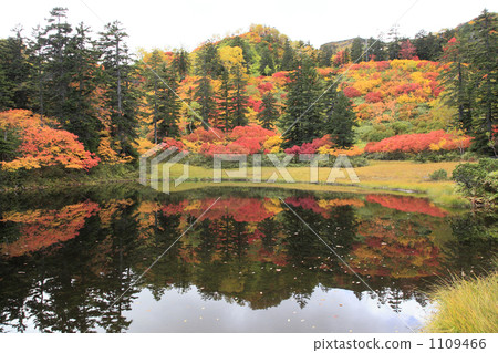 Autumn leaves of the Taisetsu Takahara swamp (Takinumanuma) Autumn leaves of the Taisetsu Takahara swamp (Takinumanuma) 1109466