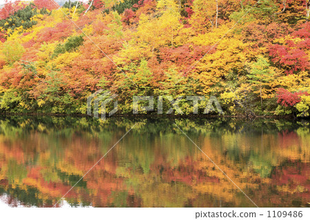 Autumn leaves of the Taisetsu Takahara Numazuma 1109486