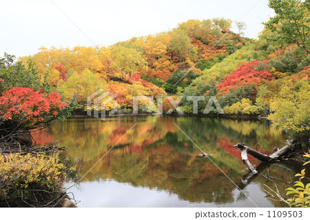 Autumn leaves of the Taisetsu Takahara swamp (Ezo swamp) 1109503