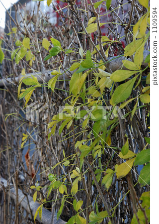 Walking for Yonezawa walking · Fence of a dog Walking for Yonezawa walking · Fence of a dog 1109594