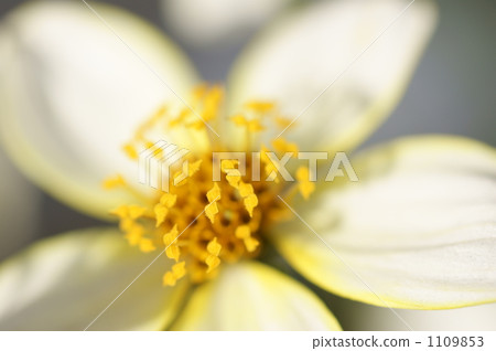 Winter Cosmos 1109853