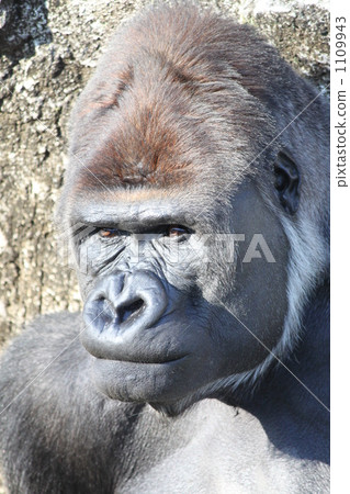 Gorilla's face Gorilla's face 1109943