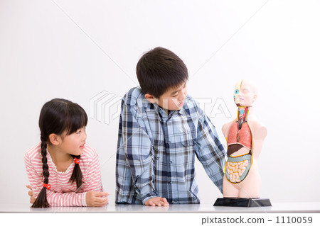 學習與人體模型的小學學生 學習與人體模型的小學學生 1110059