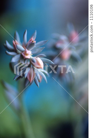Succulent plant flowers 1110106