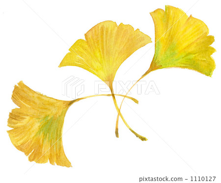 Ginkgo biloba 1110127