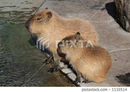 Capypara父母和孩子 1110514