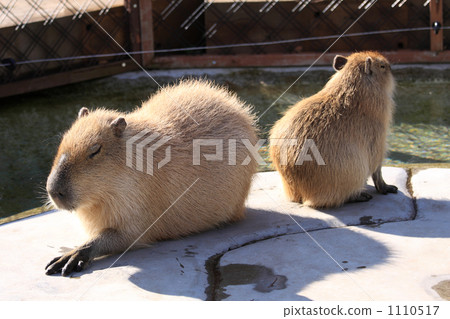 Capypara父母和孩子 1110517