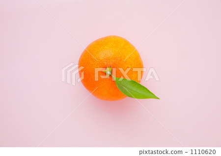 Mandarin oranges with hedge Mandarin oranges with hedge 1110620