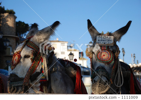 Spanish Mijas specialty donkey and taxi 1111009