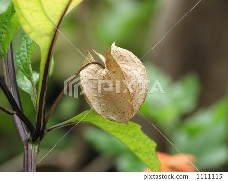 Fruit of Osoenari (Sennari hozuki) 1111115