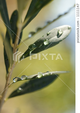 Olive after rain 1111147