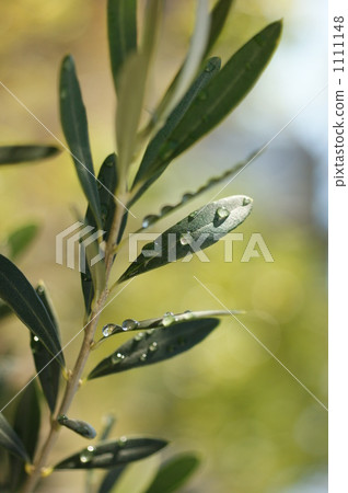 Olive after rain 1111148