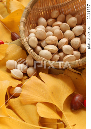 Ginkgo and acorn vertically 1111257