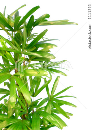 Kannon bamboo of a foliage plant (Kanonchiku) 1111263