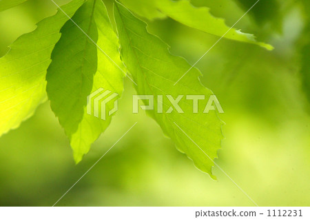 新葉 新葉 1112231