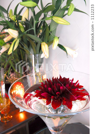 大麗花 大麗花 1112233