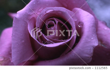 lifting, up, purple 1112565