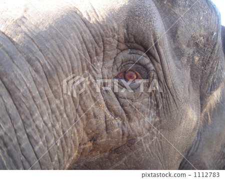 Elephant's eyes 1112783