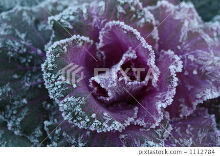 Leaf of Leaf Peony Leaf of Leaf Peony 1112784