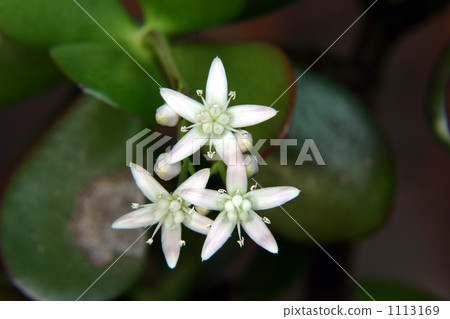 終於花開了 終於花開了 1113169