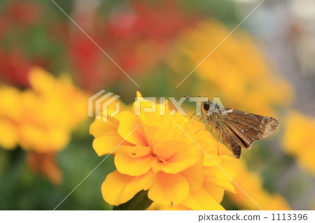 Ichimon dieselis 1113396