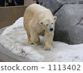 Polar bears 1113402