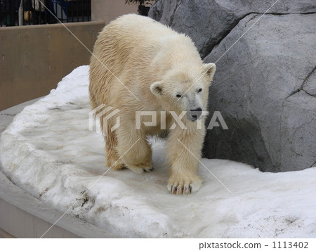 Polar bears 1113402