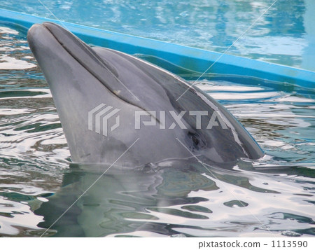 Dolphins swimming well 1113590