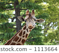 Giraffe  1113664