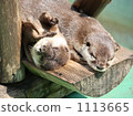 A nap of Kawakawa 1113665