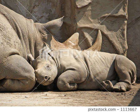 afternoon nap afternoon nap 1113667