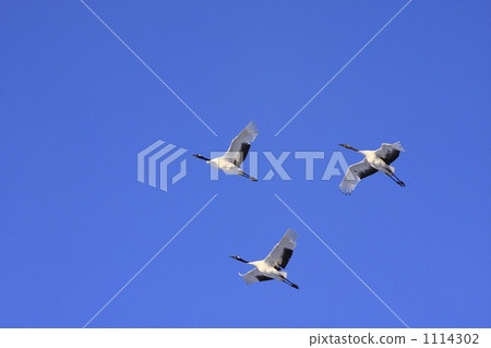 crane, cranes, japanese crane 1114302