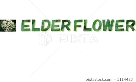 Elderflower 1114483