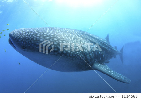 Whale shark 1114565