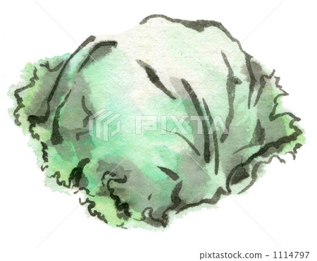 Sumire lettuce Sumire lettuce 1114797