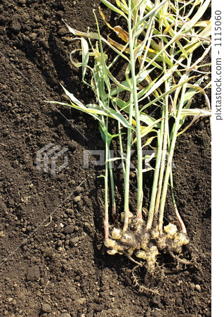 ginger, zingiber officinale, harvest 1115060