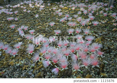Sagaribana flower that fell to the ground 1115876