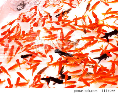 A goldfish scooping stall 1115966