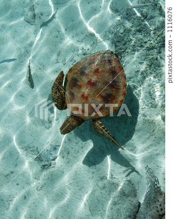 Bora Bora island turtle 1116076